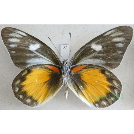 Delias zebuda Hewitson, 1862 male reverse Indonesia, Sulawesi37